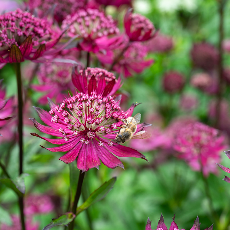 'Sparkling Stars Red' Masterwort attracts pollinators to your garden.