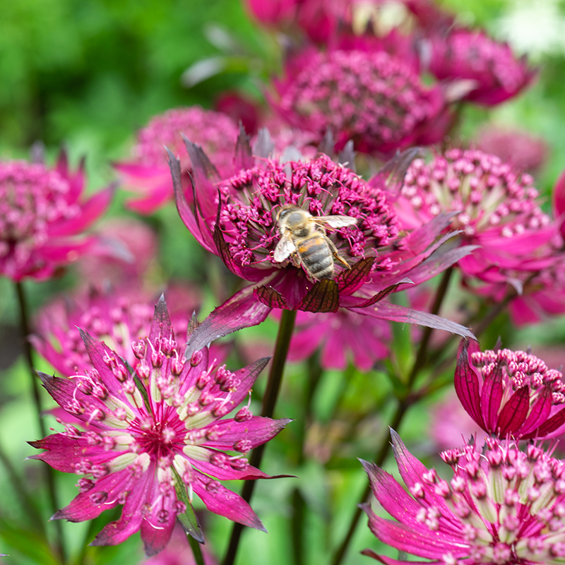 'Sparkling Stars Red' Masterwort attracts bees and other pollinators to your garden.