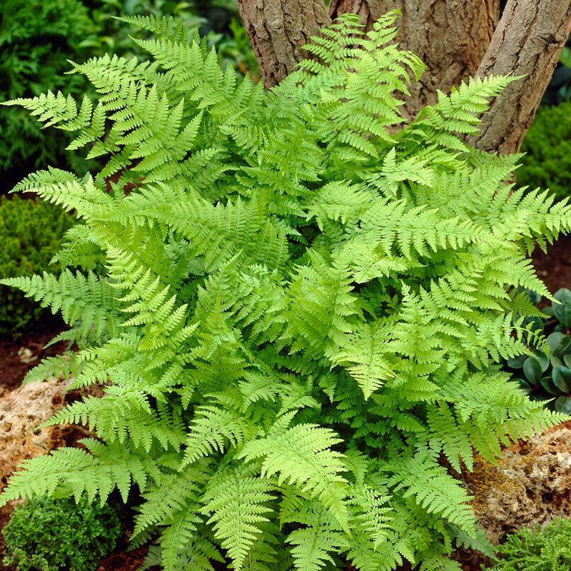 La fougère femelle (Athyrium filix fermina) est idéale pour le pied des arbres ou au bord des étangs et des ruisseaux.