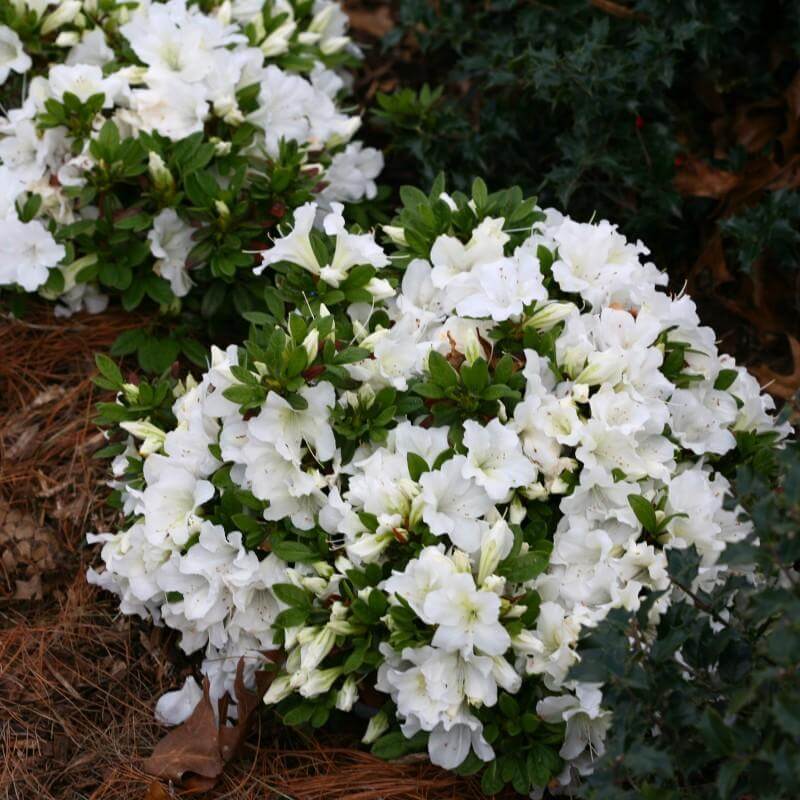 Mounds of Bloom-A-Thon White Reblooming Azalea with white flowers in a garden. 