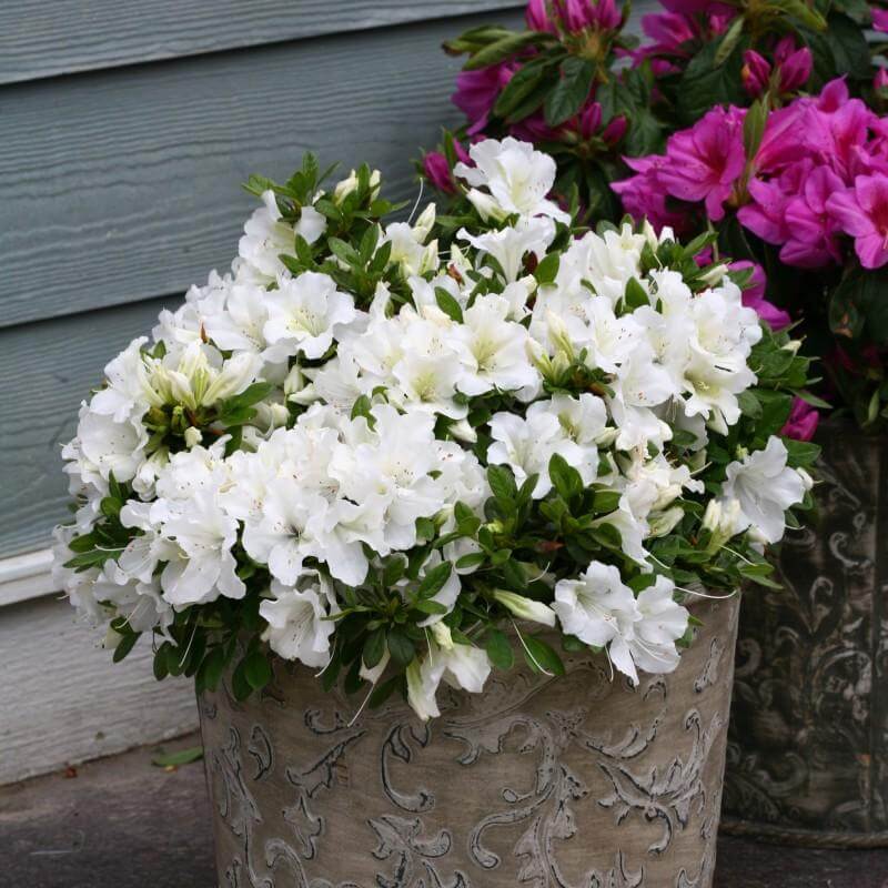 Bloom-A-Thon White Reblooming Azalea with white blooms in a decorative container. 