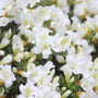 Bloom-A-Thon White Reblooming Azalea with dazzling white blooms 