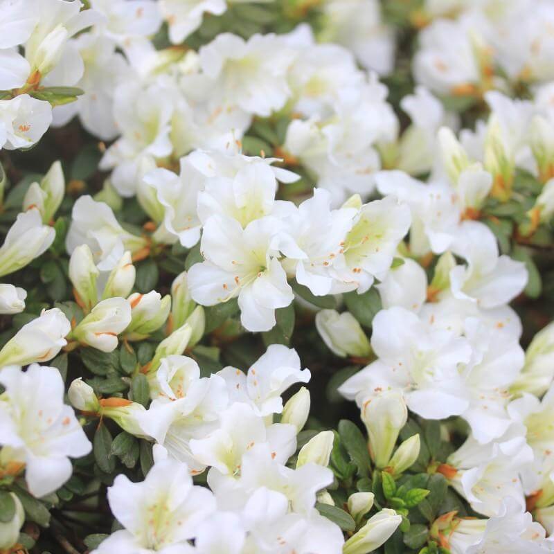 Bloom-A-Thon White Reblooming Azalea with dazzling white blooms 