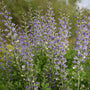 Decadence Blue Bubbly Faux Indigo aux épis floraux aériens bleu lavande. 