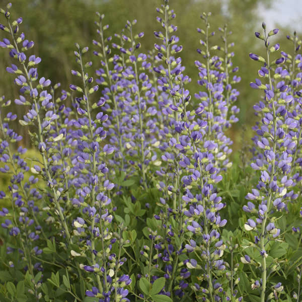 Decadence Blue Bubbly Faux Indigo aux épis floraux aériens bleu lavande. 
