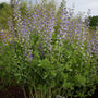 Decadence Blue Bullly Faux Indigo avec des épis floraux planant au-dessus d'un feuillage vert. 