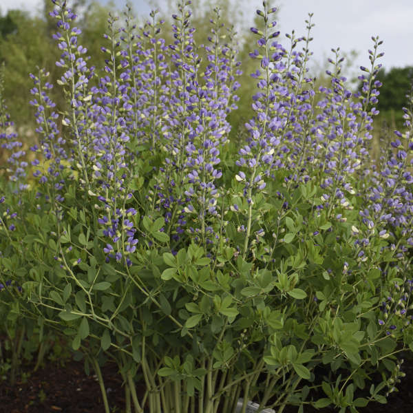 Decadence Blue Bullly Faux Indigo avec des épis floraux planant au-dessus d'un feuillage vert. 