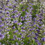 Gros plan sur les fleurs bleu lavande de l'indigo sauvage bleu. 
