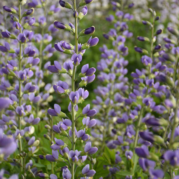 Gros plan sur les fleurs bleu lavande de l'indigo sauvage bleu. 