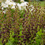 Decadence® 'Dark Chocolate' False Indigo with near-black flowers