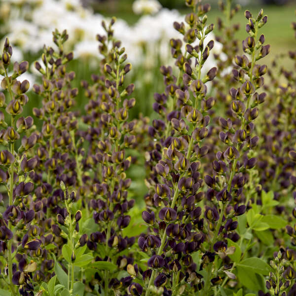 Decadence® 'Dark Chocolate' False Indigo with near-black flowers