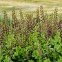 Decadence Dark Chocolate False Indigo with large near-black flower spikes in a garden. 