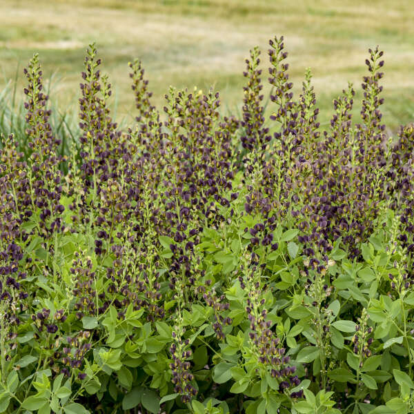 Decadence Dark Chocolate False Indigo with large near-black flower spikes in a garden. 