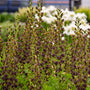 Close-up of Decadence Dark Chocolate False indigo's near-black flowers. 