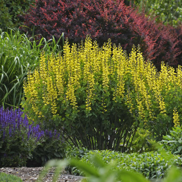 Decadence Lemon Meringue False Indigo with lemon yellow flowers in a garden. 