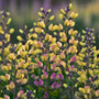 Spikes of yellow and purple pea-shaped Decadence Pink Lemonade False Indigo blooms. 