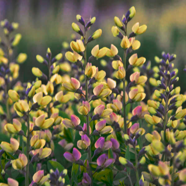 Spikes of yellow and purple pea-shaped Decadence Pink Lemonade False Indigo blooms. 