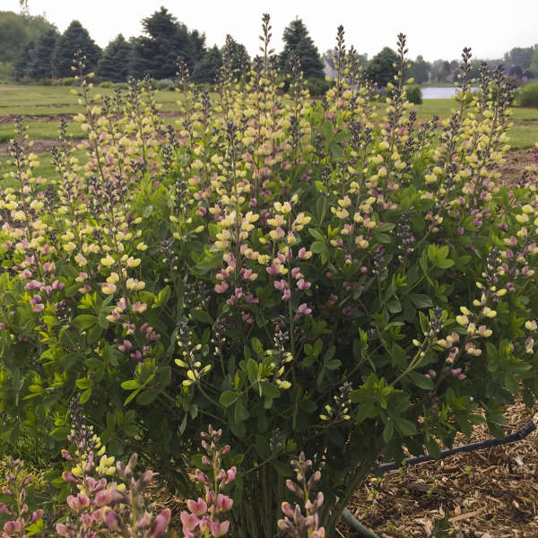 Decadence Pink Lemonade False Indigo yellow and raspberry-purple blooms.  