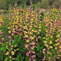 Decadence Pink Lemonade False Indigo with tall stalks lined with yellow and purple blooms. 