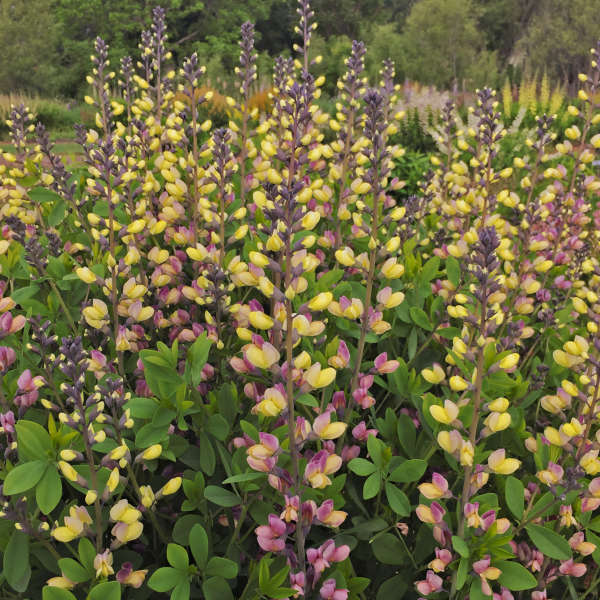 Decadence Pink Lemonade False Indigo with tall stalks lined with yellow and purple blooms. 