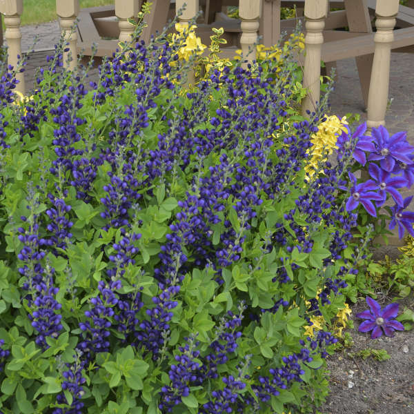 Decadence Sparkling Sapphires False Indigo with vivid violet-blue flowers planted beside a patio. 