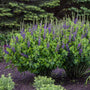 Decadence Sparkling Sapphires False Indigo with vivid violet flowers and blue-green foliage. 