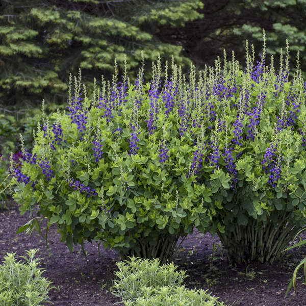 Decadence Sparkling Sapphires False Indigo with vivid violet flowers and blue-green foliage. 
