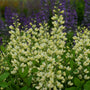 Close-up of creamy white Decadence Vanilla Cream False Indigo flower spikes. 