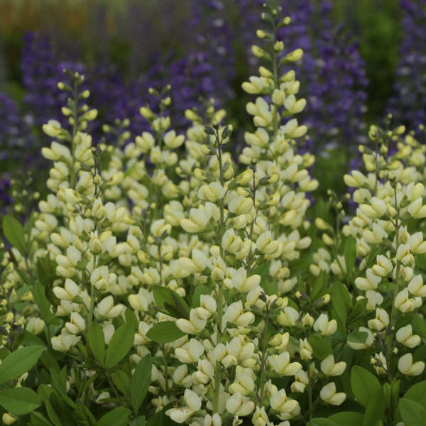 Close-up of creamy white Decadence Vanilla Cream False Indigo flower spikes. 