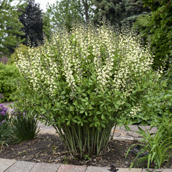 Decadence Vanilla Cream False Indigo with vanilla-colored flowers floating above blue-green foliage. 