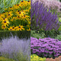 Goldstrum Black-Eyed Susan, May Night Salvia, Russian Sage, Pardon My Lavender bee balm