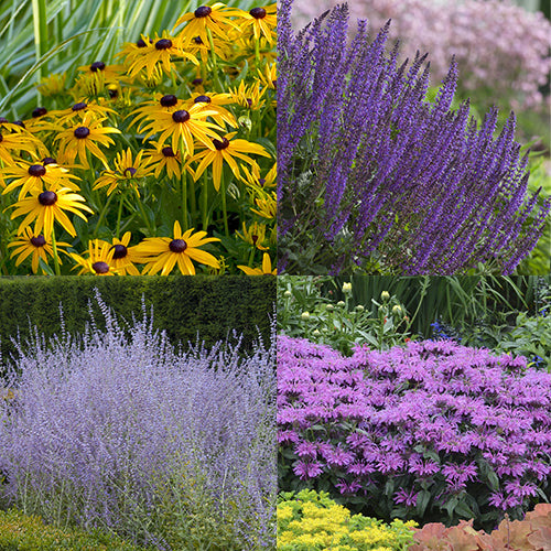 Goldstrum Black-Eyed Susan, May Night Salvia, Russian Sage, Pardon My Lavender bee balm