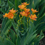 'Freckle Face' Blackberry Lily iris-like foliage looks appealing from spring to fall.