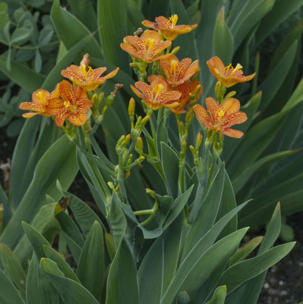 'Freckle Face' Blackberry Lily iris-like foliage looks appealing from spring to fall.