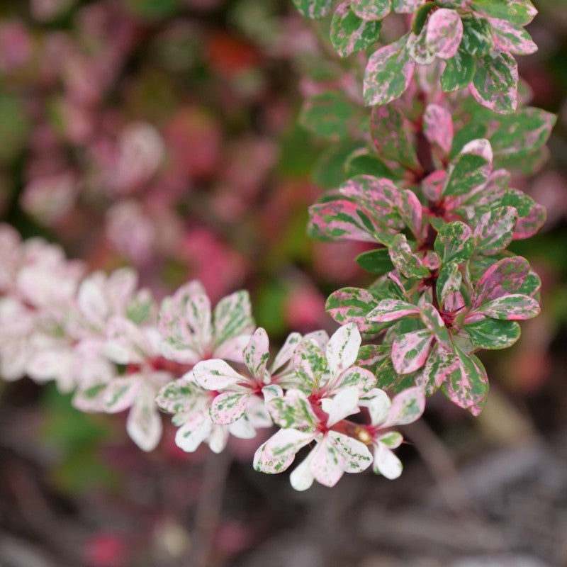 Sunjoy Sequins Barberry has hot pink splashed variegation