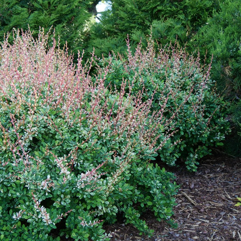 Sunjoy Sequins Barberry is deer and disease resistant