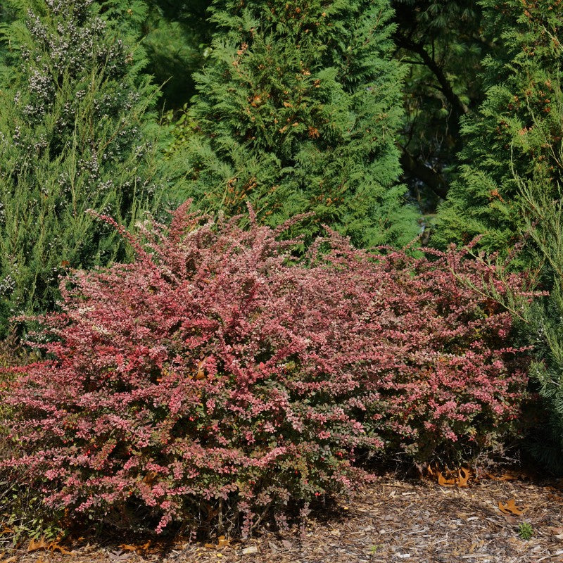 Sunjoy Sequins Barberry is easy and fast growing
