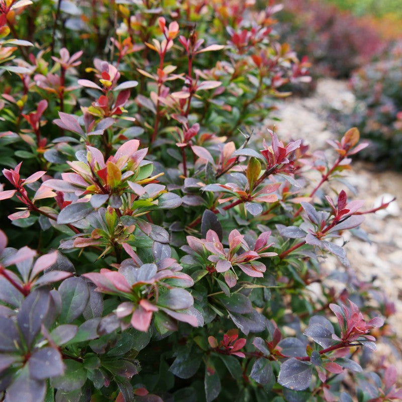 Sunjoy Todo Barberry has dramatic season long color