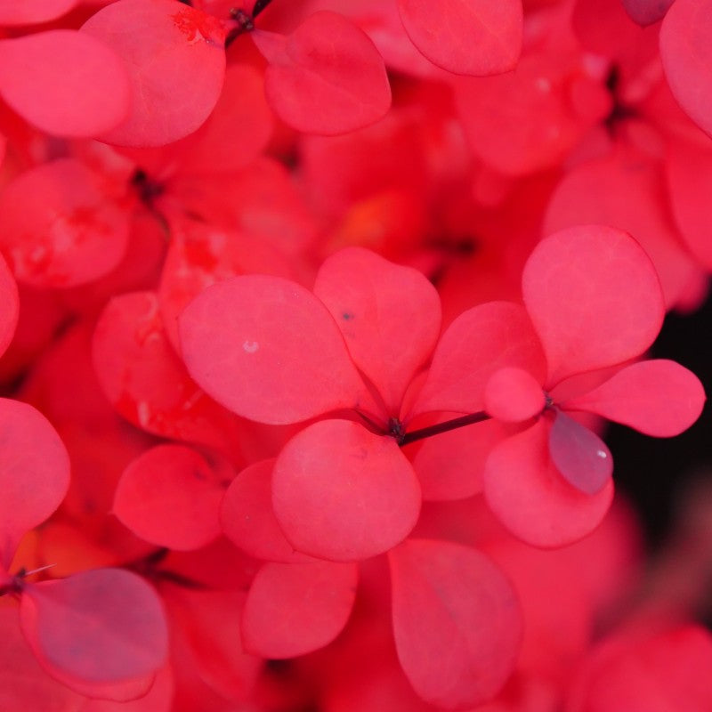 Sunjoy Todo Barberry has glossy dark purple foliage