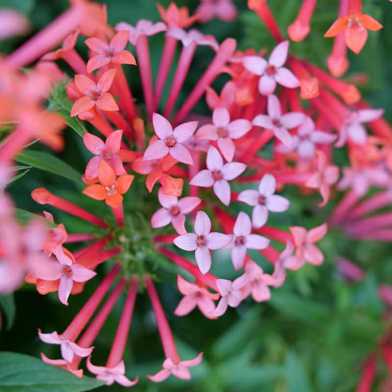 A close look at the red and pink flowers of Estrellita Little Star firecracker bush.