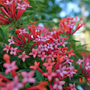 Close-up of star-like pink, orange, and red Estrellita Little Star Firecracker Bush flowers. 