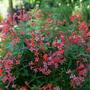 Estrellita Little Star Firecracker Bush with clusters of tubular red, orange, and pink flowers. 