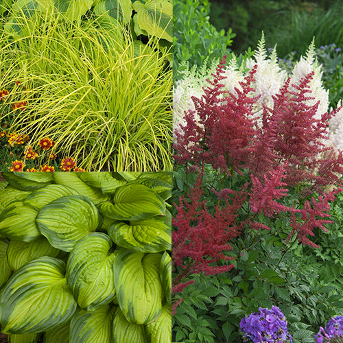 Red Astilbe, Bowles Golden Sedge, Stained Glass Hosta