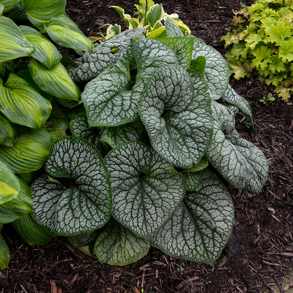 Brunnera_Jack_of_Diamonds_1-
