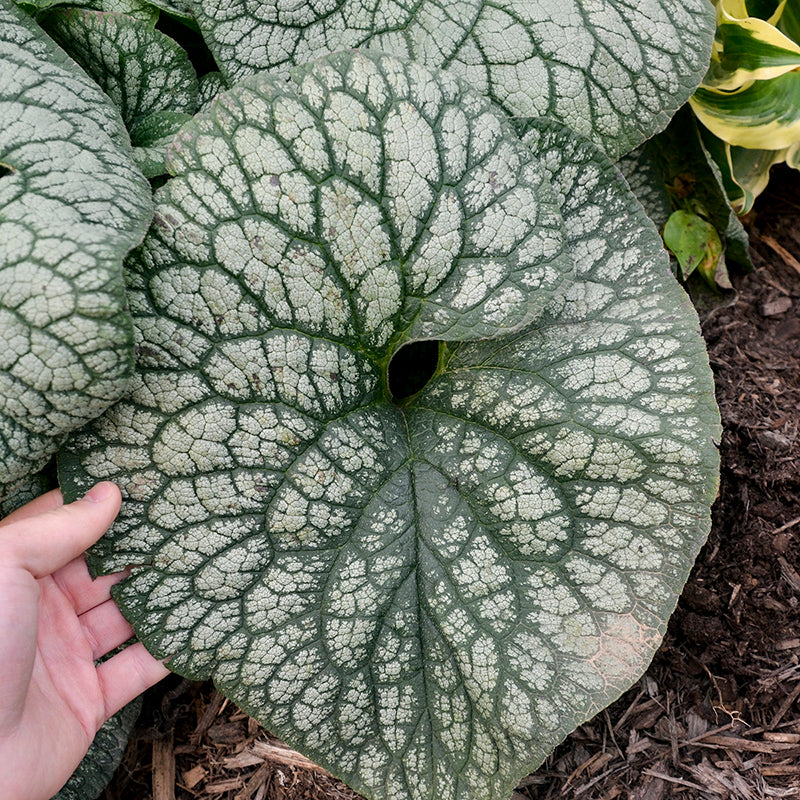 Jack of Diamonds' Siberian Bugloss | Proven Winners – Great Garden