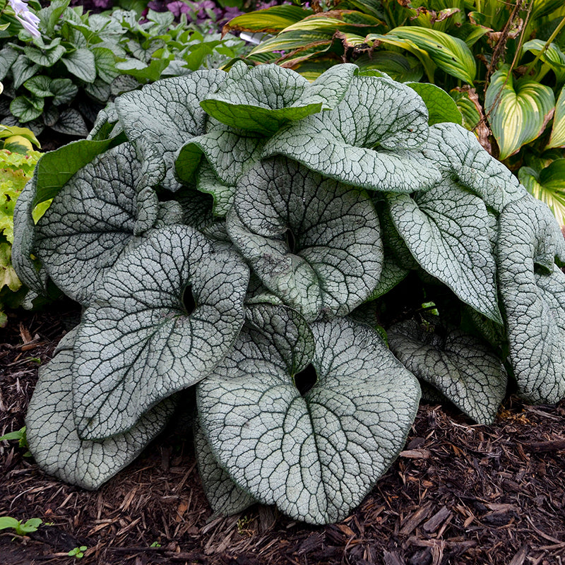 【Drug】臓器の花園プルオーバー Queen of Hearts' Siberian Bugloss | Proven Winners – Great Garden