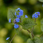 Close-up of delicate blue Queen of Hearts Siberian Bugloss flowers. 