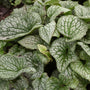 Close-up of the silver Queen of Hearts Siberian Bugloss leaves with green veins. 