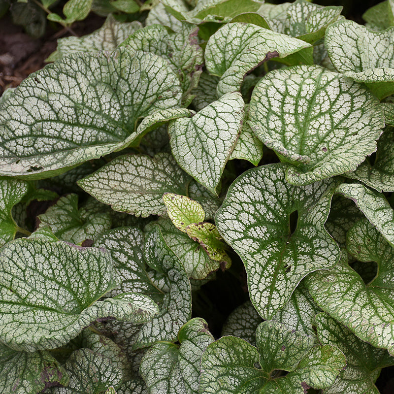 Close-up of the silver Queen of Hearts Siberian Bugloss leaves with green veins. 