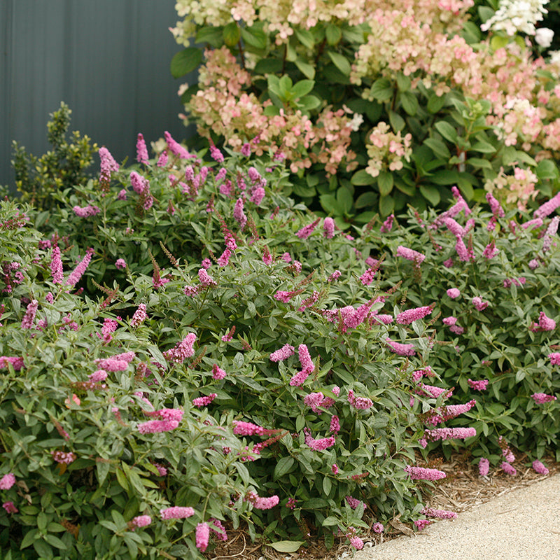 Lo & Behold® 'Pink Micro Chip' Butterfly Bush has pink blooms and attracts butterflies and hummingbirds.